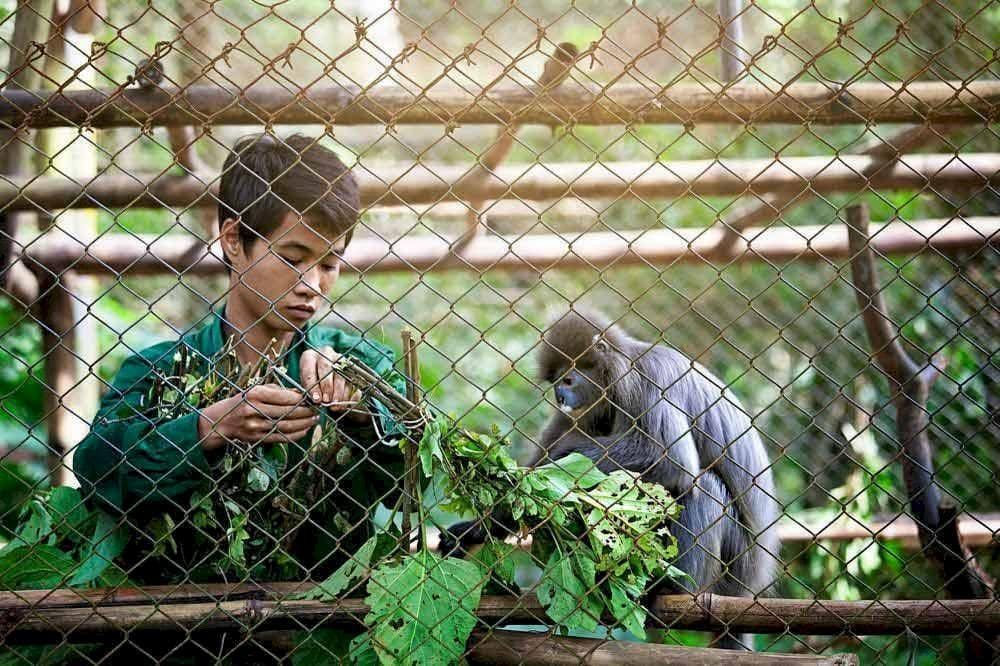 Bên trong Trung tâm cứu hộ linh trưởng tại rừng Cúc Phương. (Nguồn: Internet)